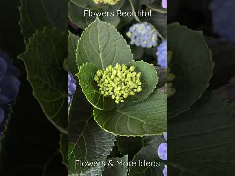 Flowers beautiful 01 - Flowers & More Ideas #gardens #greens #plants #lovely @flowersmoreideas3639