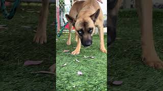 Video preview image #1 German Shepherd Dog-Unknown Mix Puppy For Sale in Pasadena, CA, USA