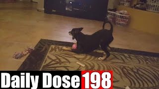 #DailyDose Ep.198 - CRAZY PUPPY AND SQUEAKY TOYS! | #G1GB