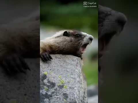 mom #baby #dad #family #video #mother #love #youtube #viral #shortsvideo #tiktok