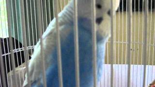 Zeke the talking budgie - enjoy!