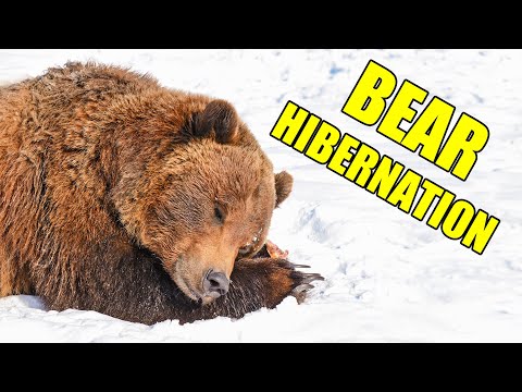 Bear Hibernation – Alaska Bear Hibernation Facts