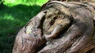Senda de La Fuentona (Monumento Natural Sabinar de La Fuentona - Soria)