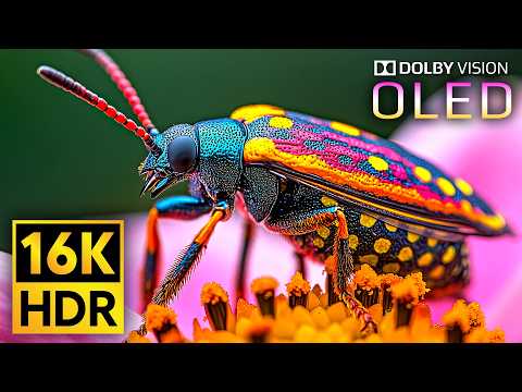 Most Craziest Dolby Vision 16K HDR 240fps (8K 4K Video for TV)