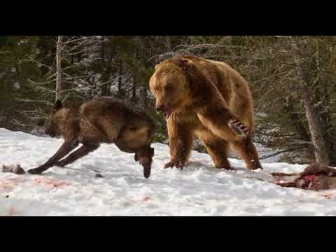 Wolves 16: The Wolf and the Bear - Michel Cusson