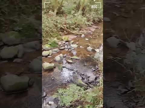 🤩🍀🌱🌿Diretamente do município de Bocaina do Sul SC, casa das nossas amigas @quiquirasregiesil #shorts