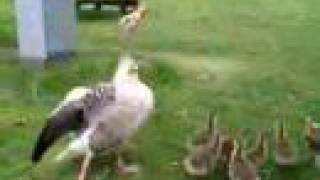 preview picture of video 'Goose attack'