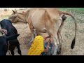Cow Milking Very Intersting Video Village Life Vlog Anjali Shahi Vlog