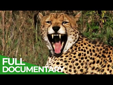 A Trip through Wildness
