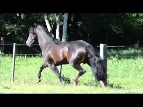 UBIRA DE SANTA ANGÉLICA