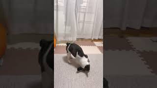 頭隠して尻隠さず🐶#shorts
