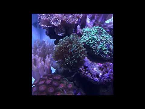 Acquario Marino Aqpet 50x50 cetus2