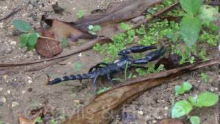 Download lagu Asian Forest scorpion (Heterometrus sp), Malaysia. 20160806_082142.m2ts mp3