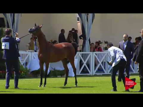 N.7 RASHEDIAH AL KHASHAB - Chantilly 2017 World Cup - Yearling Fillies (Class 1A)
