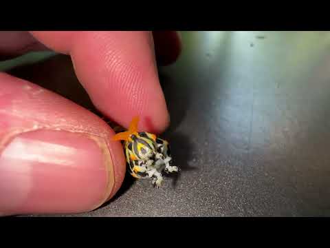 Abwehrverhalten einer Schwalbenschwanz-Raupe (Osmaterium) #schwalbenschwanz