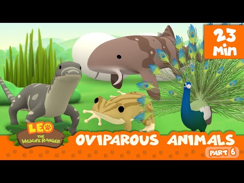 Oviparous Animals Minisode Compilation (Part 6/7) - Leo the Wildlife Ranger | Animation | For Kids