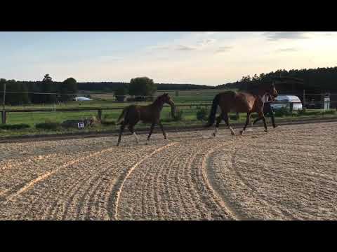 Stutfohlen von Hickstead White