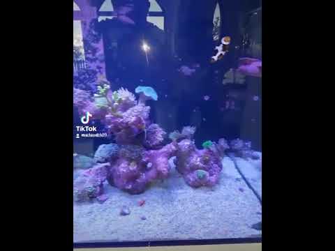 3 Client's for Aquarium Maintenance Services