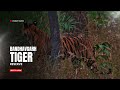 Bandhavgarh Tiger Reserve Madhya Pradesh