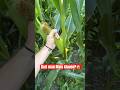 Is It Allowed To Take Corn From The Field Corn Cornfield Villagechild Countrychild Agricu