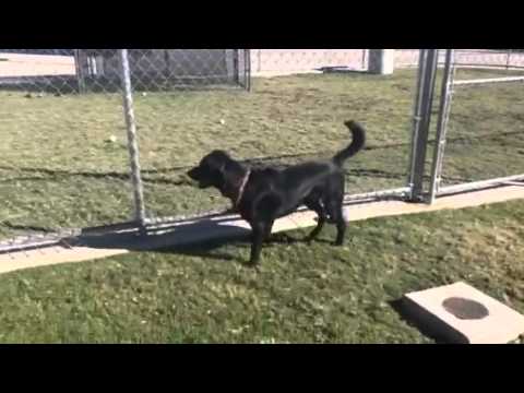 Willie - 9 month flat coat retriever mix - male