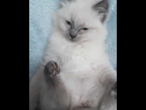 Omg o watch this most beautiful pussy ever! so sweet our ragdoll kittens they are so fluffy!