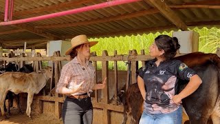 Dia na roça/ tirando leite/ fazendo queijo/Porquinhos/ tilápias/ Prosa caipira com amiga Bia e mais