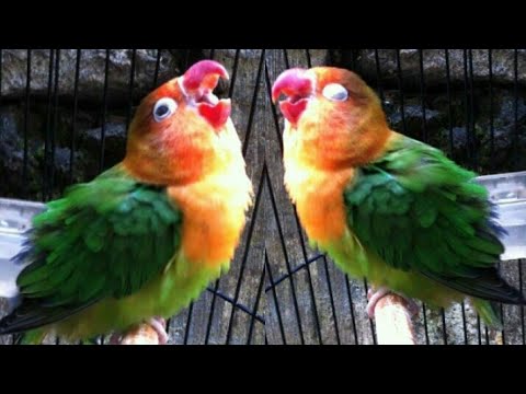 download lagu mp3 mp4 Suara Merangsang Lovebird Ngekek Bunyi Ampuh Langsung Nyaut, download lagu Suara Merangsang Lovebird Ngekek Bunyi Ampuh Langsung Nyaut gratis, unduh video klip Suara Merangsang Lovebird Ngekek Bunyi Ampuh Langsung Nyaut