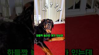 Download lagu The shocking thing a dog did as soon as it heard its owner's voice while home alone mp3 Download lagu The shocking thing a dog did as soon as it heard its owner's voice while home alone mp3