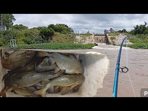 Dos tardes de pesca..sauce viejo vs santo tomé (Santa fé)