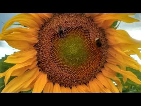 SZEWCZYK DRATEWKA Janina Porazińska