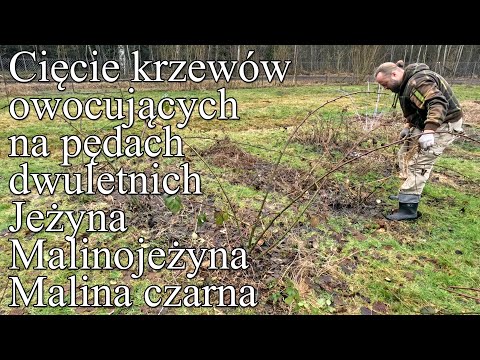 Cięcie krzewów owocujących na pędach dwuletnich. Jeżyna bezkolcowa, malinojeżyna, malina czarna.