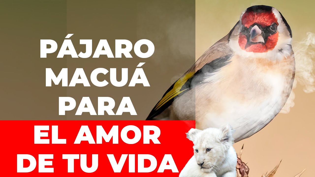 🐦Oración del Pájaro Macuá para el amor