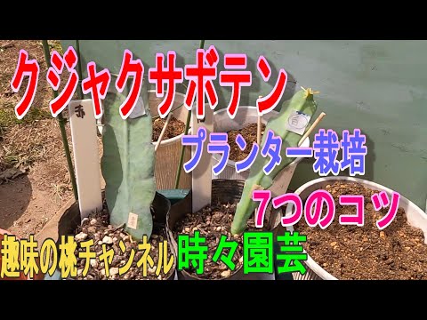 園芸 ゴジ、中国リシエット