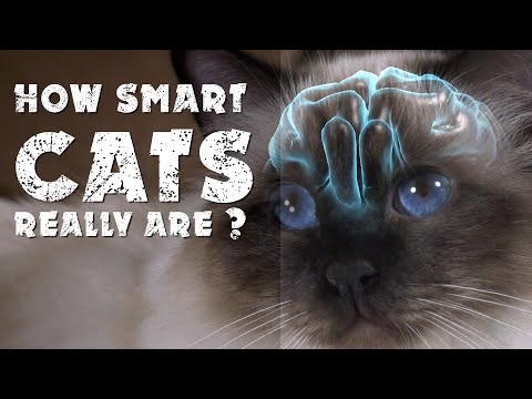 How smart cats really are