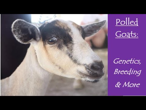 , title : 'Polled Goats | Genetics, Breeding & More'