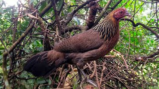 Download lagu Poj qaib seev tsauj zoo mp3 Download lagu Poj qaib seev tsauj zoo mp3