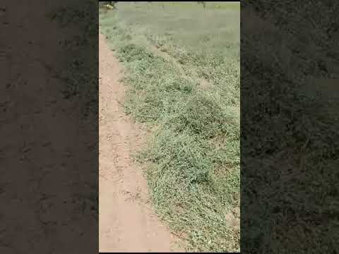Groundnut Digger