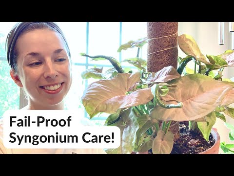 Easy Syngonium Care Featuring My Pink Syngonium 💖