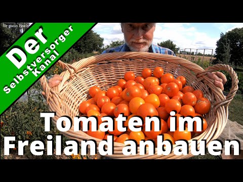 , title : 'Tomaten im Freiland anbauen. Meine Erfahrungen.'