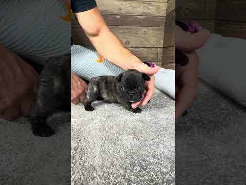 Video 5