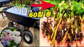 수국삽목 이동식 상토포대에 도전! 결과는?
