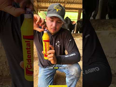 Disemprot Sekali Parasit Sapi Langsung Rontok Pakai Ramuan Ini!