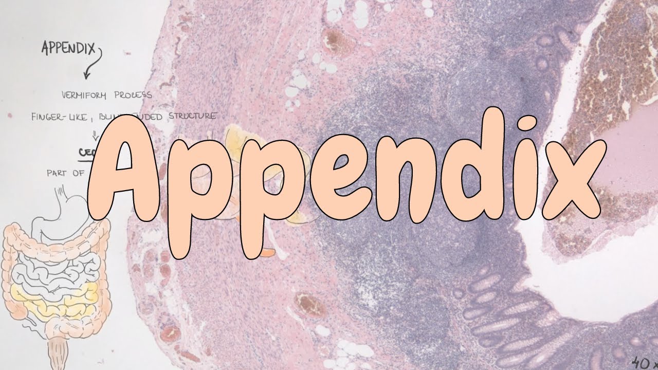 Appendix — Histology Video Lesson