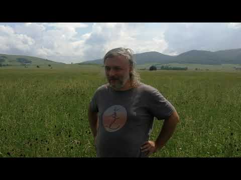 Krwiściąg lekarski rzadkie dzikie warzywo, roślina żywicielska motyli modraszków