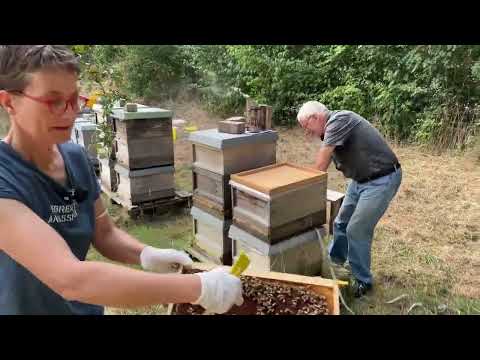 XXXL - Gemeinsam Teilen und Behandeln 3 - Live von Pias Bienenstand - 21.08.
