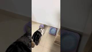#cat #cute #catvideo #cutecat #funnyvideo #funny