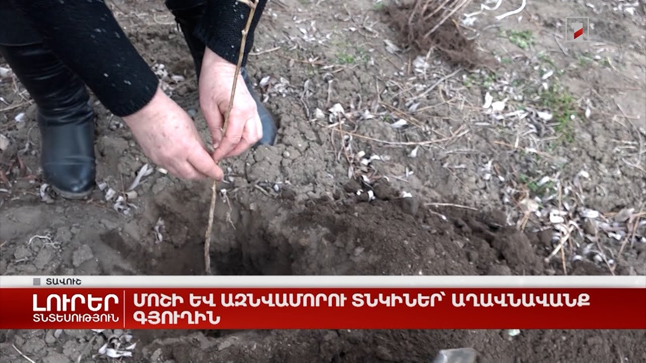 Մոշի և ազնվամորու տնկիներ՝ Աղավնավանք գյուղին