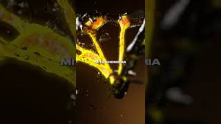 NuCelium Cordyceps: The Energy Mushroom Explained