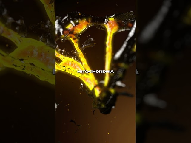 NuCelium Cordyceps: The Energy Mushroom Explained